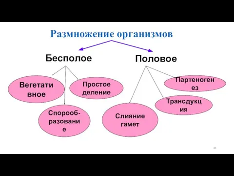 Размножение организмов Бесполое Партеногенез Спорооб- разование Простое деление Вегетативное Трансдукция Слияние гамет Половое