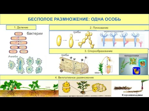 БЕСПОЛОЕ РАЗМНОЖЕНИЕ: ОДНА ОСОБЬ 1. Деление 2. Почкование бактерии грибы 3. Спорообразование