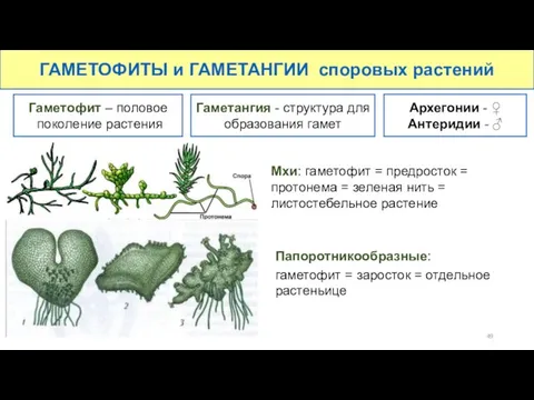 Мхи: гаметофит = предросток = протонема = зеленая нить = листостебельное растение