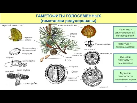 женская шишка мужская шишка мужской гаметофит клетка-трубка спермий Микроспорофилл – видоизмененный гаметофит