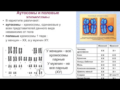 Аутосомы и половые хромосомы В кариотипе различают: аутосомы – хромосомы, одинаковые у