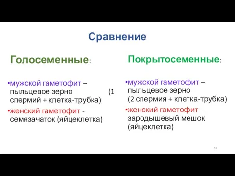 Сравнение Голосеменные: мужской гаметофит – пыльцевое зерно (1 спермий + клетка-трубка) женский