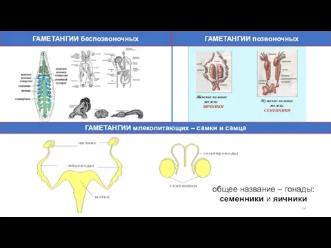 ГАМЕТАНГИИ беспозвоночных ГАМЕТАНГИИ млекопитающих – самки и самца ГАМЕТАНГИИ позвоночных общее название