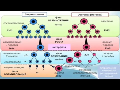 интерфаза Сперматогенез – начинается в репродуктивный период