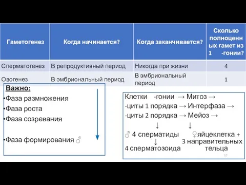 Важно: Фаза размножения Фаза роста Фаза созревания Фаза формирования ♂ Клетки -гонии