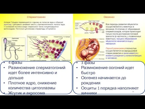 4 фазы Размножение сперматогоний идет более интенсивно и дольше Плотное ядро, снижение