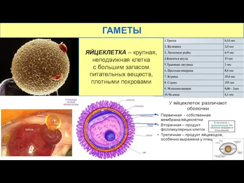 ГАМЕТЫ ЯЙЦЕКЛЕТКА – крупная, неподвижная клетка с большим запасом питательных веществ, плотными покровами