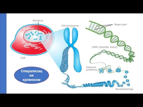 Спирализация хромосом