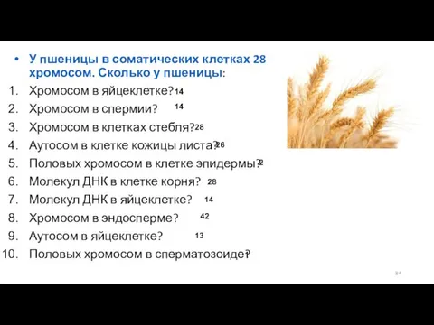 У пшеницы в соматических клетках 28 хромосом. Сколько у пшеницы: Хромосом в