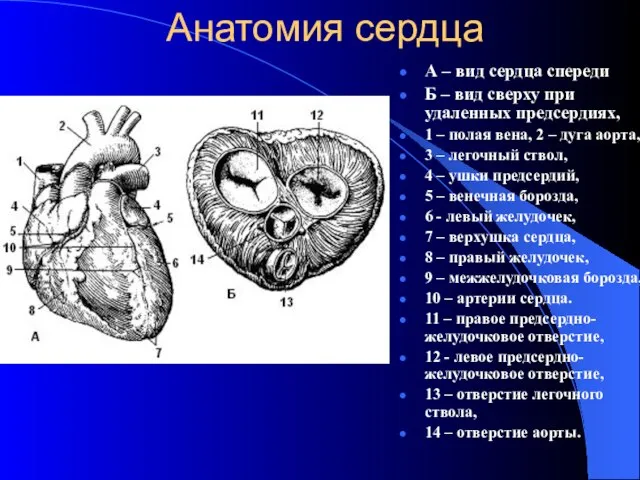 Анатомия сердца А – вид сердца спереди Б – вид сверху при