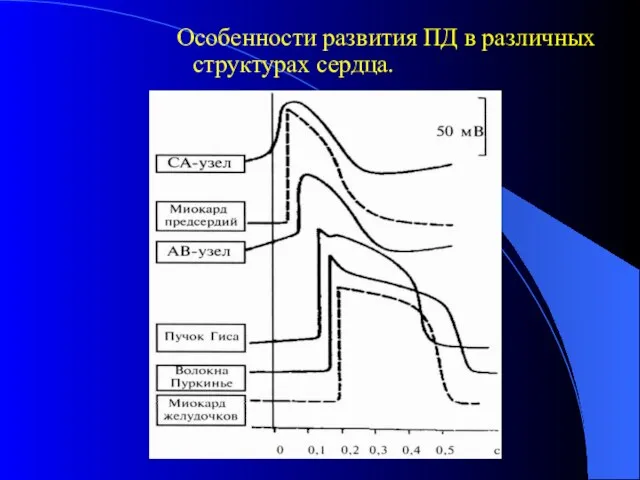 Особенности развития ПД в различных структурах сердца.