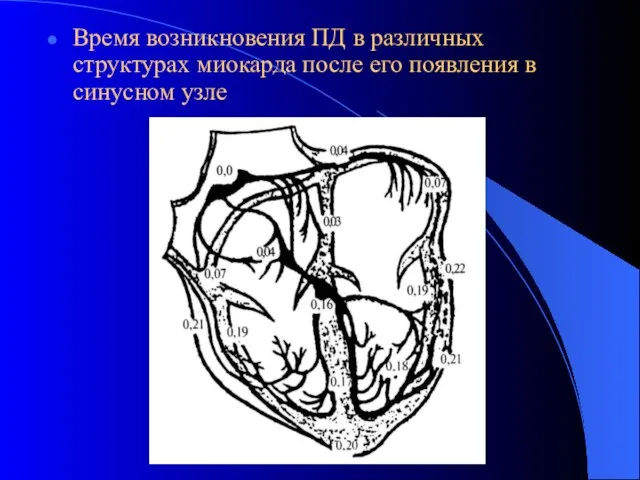 Время возникновения ПД в различных структурах миокарда после его появления в синусном узле