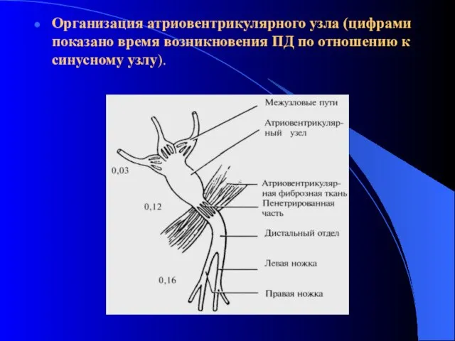 Организация атриовентрикулярного узла (цифрами показано время возникновения ПД по отношению к синусному узлу).