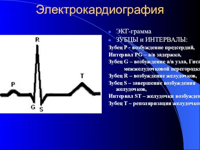 Электрокардиография ЭКГ-грамма ЗУБЦЫ и ИНТЕРВАЛЫ: Зубец Р - возбуждение предсердий, Интервал PG