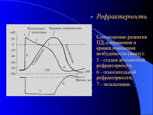 Рефрактерность Соотношение развития ПД, сокращения и кривая изменения возбудимости (внизу): 5 -