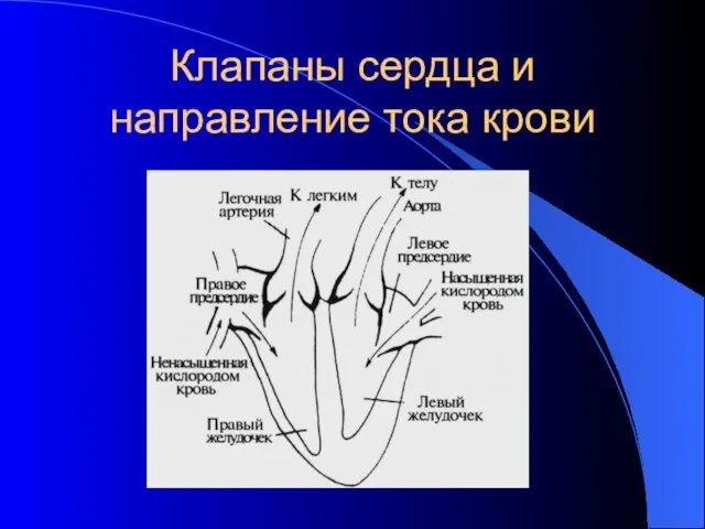 Клапаны сердца и направление тока крови .