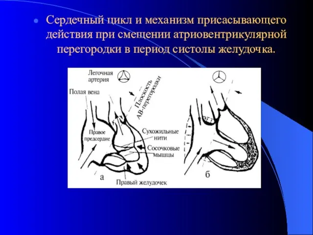 Сердечный цикл и механизм присасывающего действия при смещении атриовентрикулярной перегородки в период систолы желудочка.