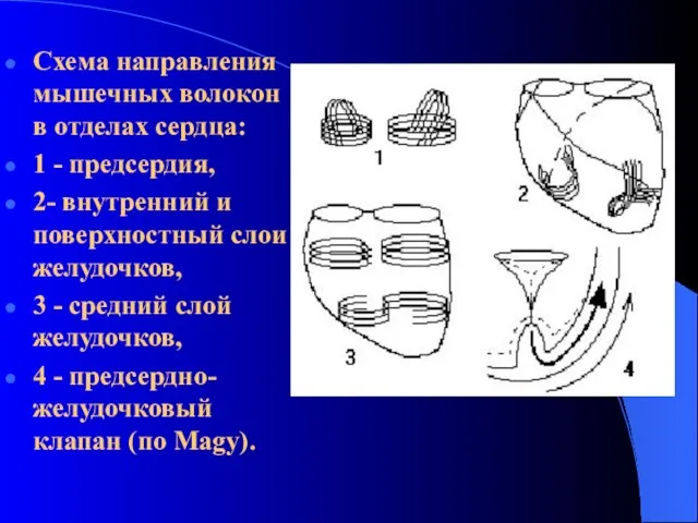 Схема направления мышечных волокон в отделах сердца: 1 - предсердия, 2- внутренний