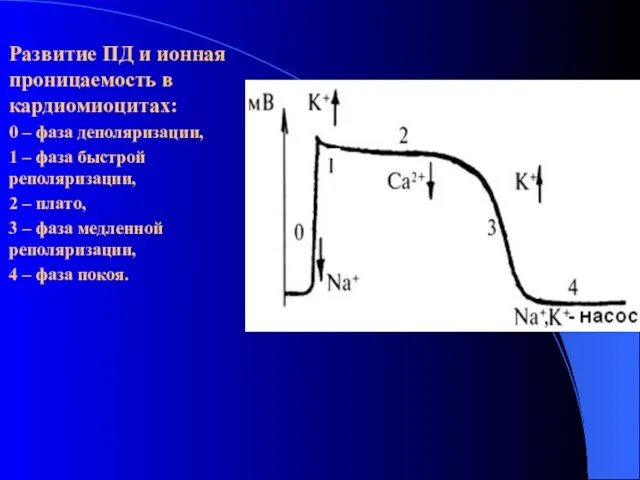 Развитие ПД и ионная проницаемость в кардиомиоцитах: 0 – фаза деполяризации, 1