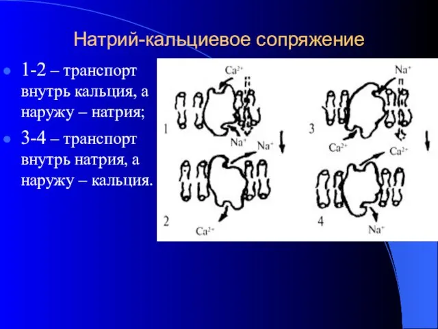 Натрий-кальциевое сопряжение 1-2 – транспорт внутрь кальция, а наружу – натрия; 3-4