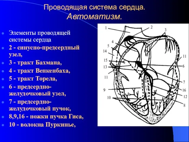 Проводящая система сердца. Автоматизм. Элементы проводящей системы сердца 2 - синусно-предсердный узел,