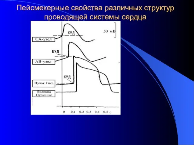 Пейсмекерные свойства различных структур проводящей системы сердца