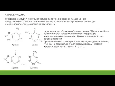 СТРУКТУРА ДНК. В образовании ДНК участвуют четыре типа таких соединений, два из