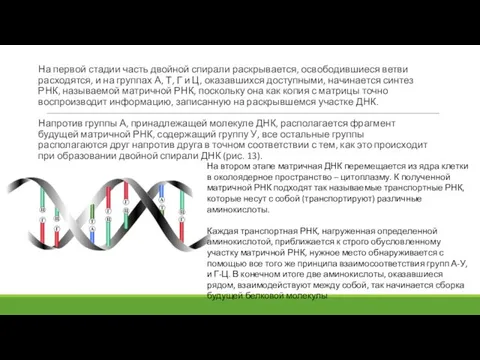 На первой стадии часть двойной спирали раскрывается, освободившиеся ветви расходятся, и на