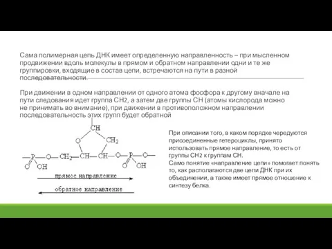 Сама полимерная цепь ДНК имеет определенную направленность – при мысленном продвижении вдоль