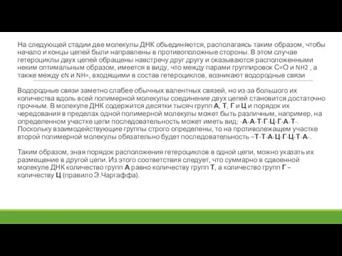 На следующей стадии две молекулы ДНК объединяются, располагаясь таким образом, чтобы начало