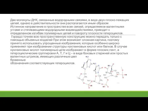 Две молекулы ДНК, связанные водородными связями, в виде двух плоско лежащих цепей,