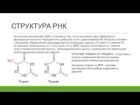 СТРУКТУРА РНК во многом напоминает ДНК, отличие в том, что в основной