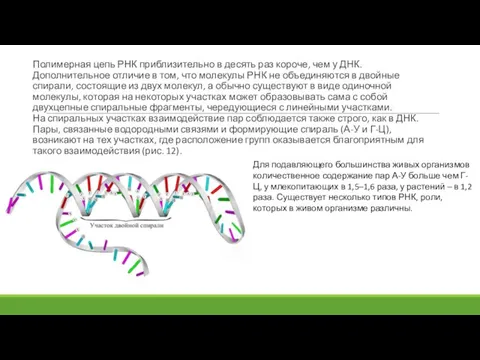 Полимерная цепь РНК приблизительно в десять раз короче, чем у ДНК. Дополнительное