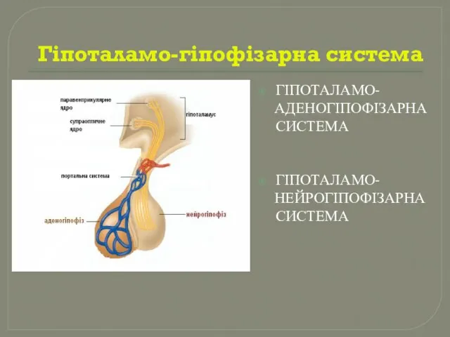 Гіпоталамо-гіпофізарна система ГІПОТАЛАМО- АДЕНОГІПОФІЗАРНА СИСТЕМА ГІПОТАЛАМО- НЕЙРОГІПОФІЗАРНА СИСТЕМА