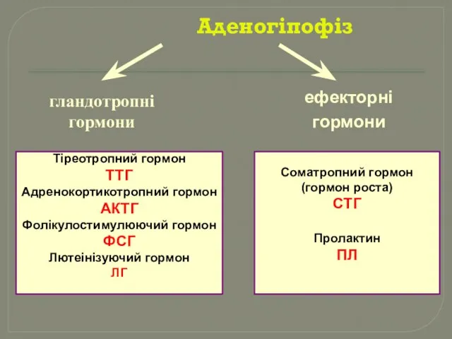 Аденогіпофіз гландотропні гормони ефекторні гормони Тіреотропний гормон ТТГ Адренокортикотропний гормон АКТГ Фолікулостимулюючий