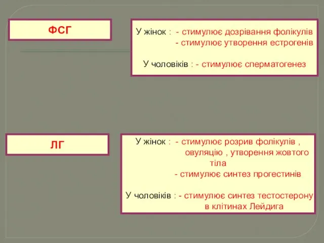 ФСГ ЛГ У жінок : - стимулює дозрівання фолікулів - стимулює утворення