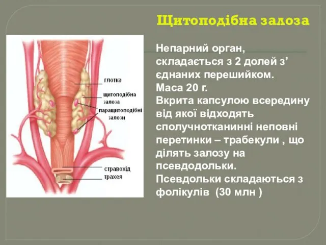 Щитоподібна залоза Непарний орган, складається з 2 долей з’єднаних перешийком. Маса 20