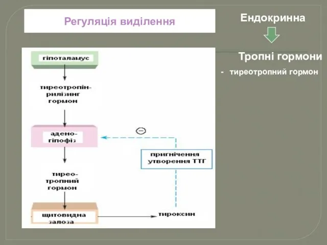 Регуляція виділення Ендокринна Тропні гормони тиреотропний гормон