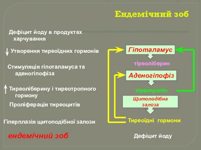 Гіпоталамус тіреоліберин Аденогіпофіз тіреотропін Щитоподібна залоза Тиреоїдні гормони Дефіцит йоду в продуктах