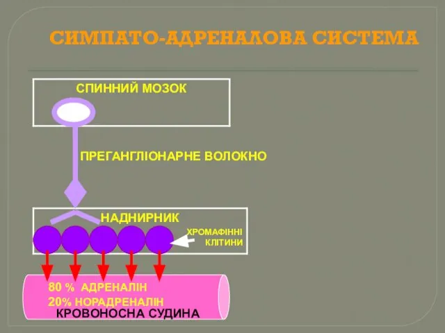 СИМПАТО-АДРЕНАЛОВА СИСТЕМА ПРЕГАНГЛІОНАРНЕ ВОЛОКНО КРОВОНОСНА СУДИНА 80 % АДРЕНАЛІН 20% НОРАДРЕНАЛІН