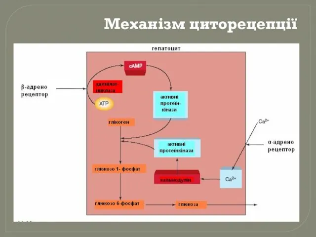 Механізм циторецепції