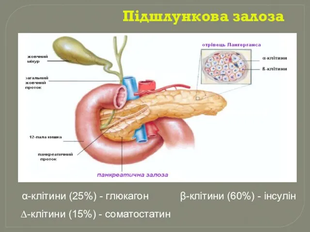 Підшлункова залоза α-клітини (25%) - глюкагон β-клітини (60%) - інсулін ∆-клітини (15%) - соматостатин