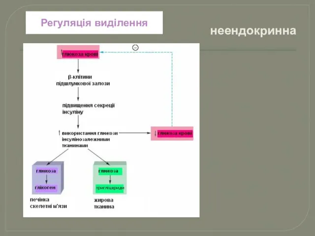 Регуляція виділення неендокринна