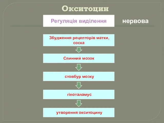 Окситоцин Регуляція виділення нервова Збудження рецепторів матки, соска Спинний мозок стовбур мозку гіпоталамус утворення окситоцину