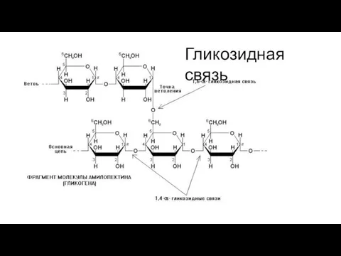 Гликозидная связь