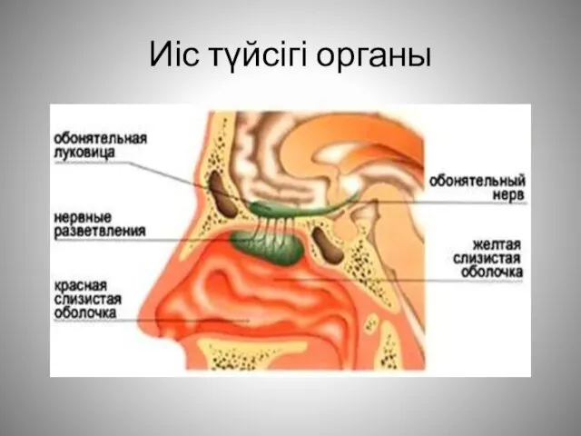 Иіс түйсігі органы