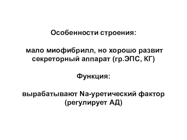 Особенности строения: мало миофибрилл, но хорошо развит секреторный аппарат (гр.ЭПС, КГ) Функция: