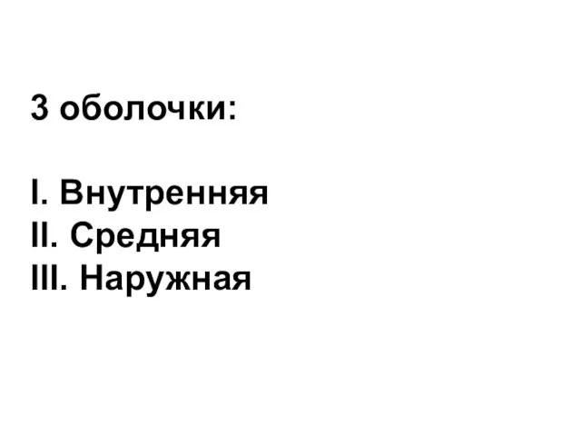 3 оболочки: I. Внутренняя II. Средняя III. Наружная