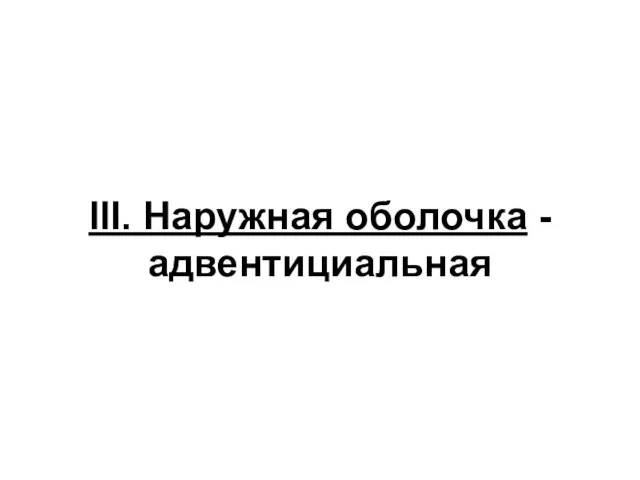 III. Наружная оболочка - адвентициальная