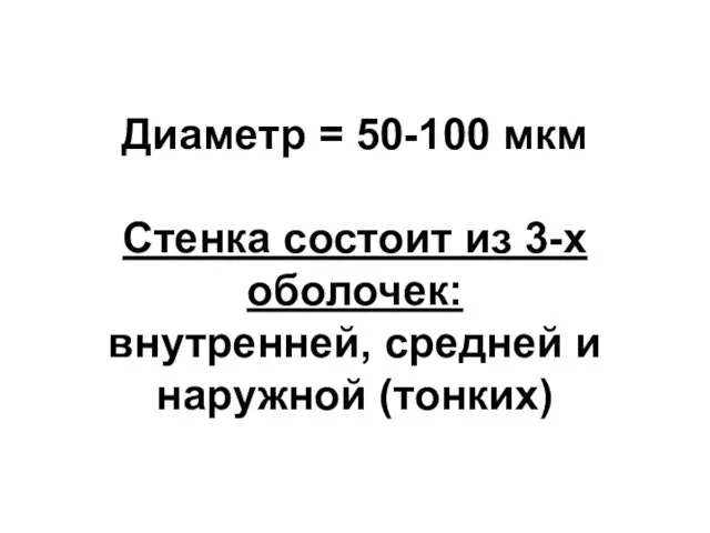 Диаметр = 50-100 мкм Стенка состоит из 3-х оболочек: внутренней, средней и наружной (тонких)